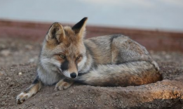 小狐狸视频,探秘森林精灵的奇幻生活